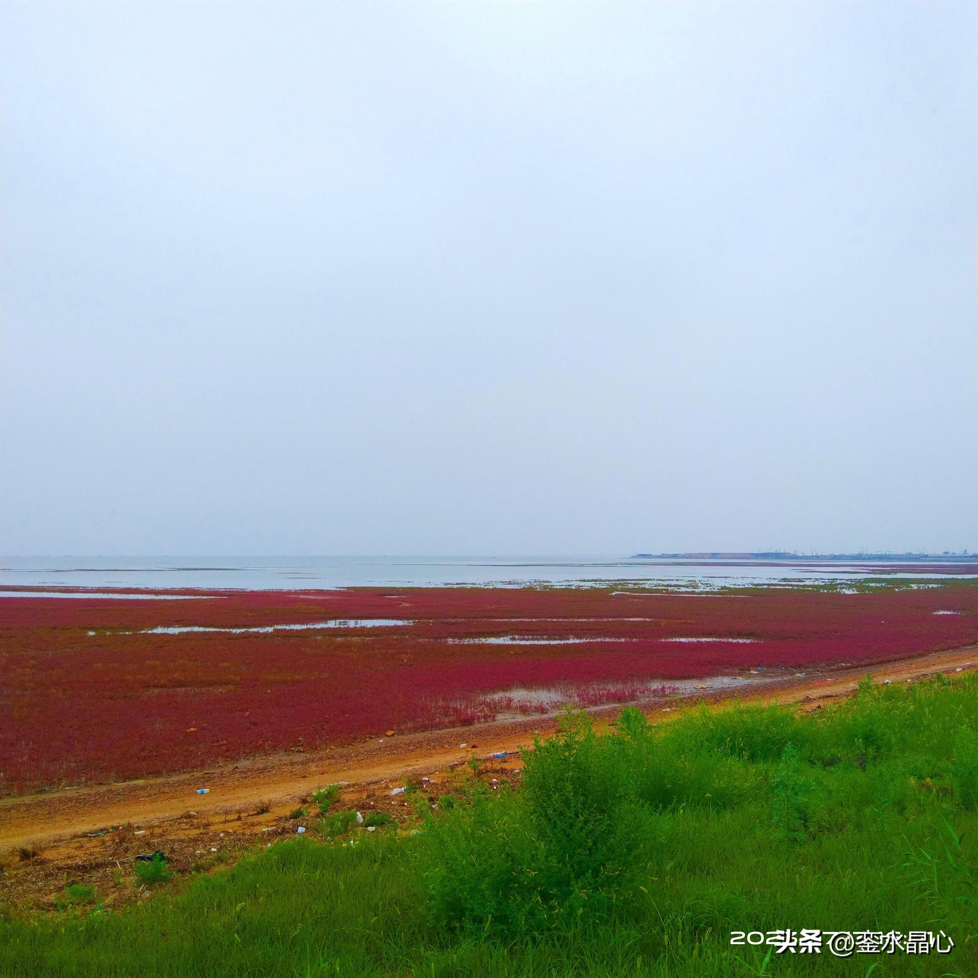 兴城红海滩值得去吗,兴城红海滩十月一日去红吗