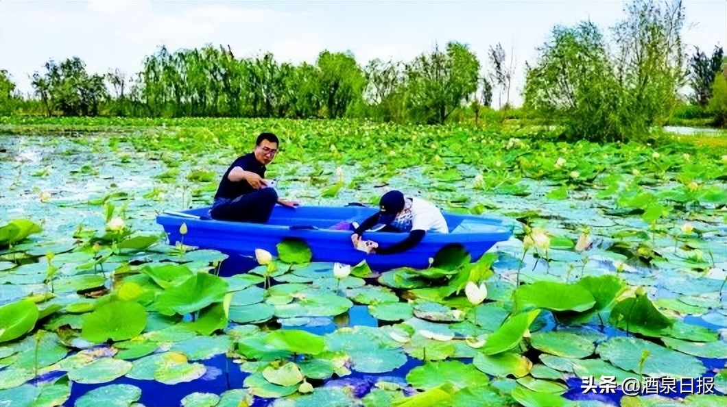 酒泉次第花开,酒泉静待花开
