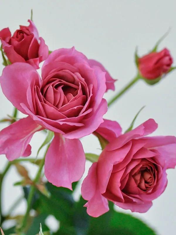 日本月季耐阴品种,日本葵月季适合两广吗