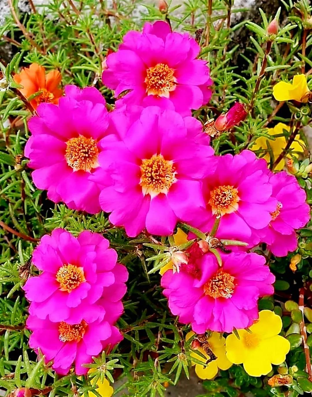 鲜花永远是女人的最爱,鲜花打动女人心