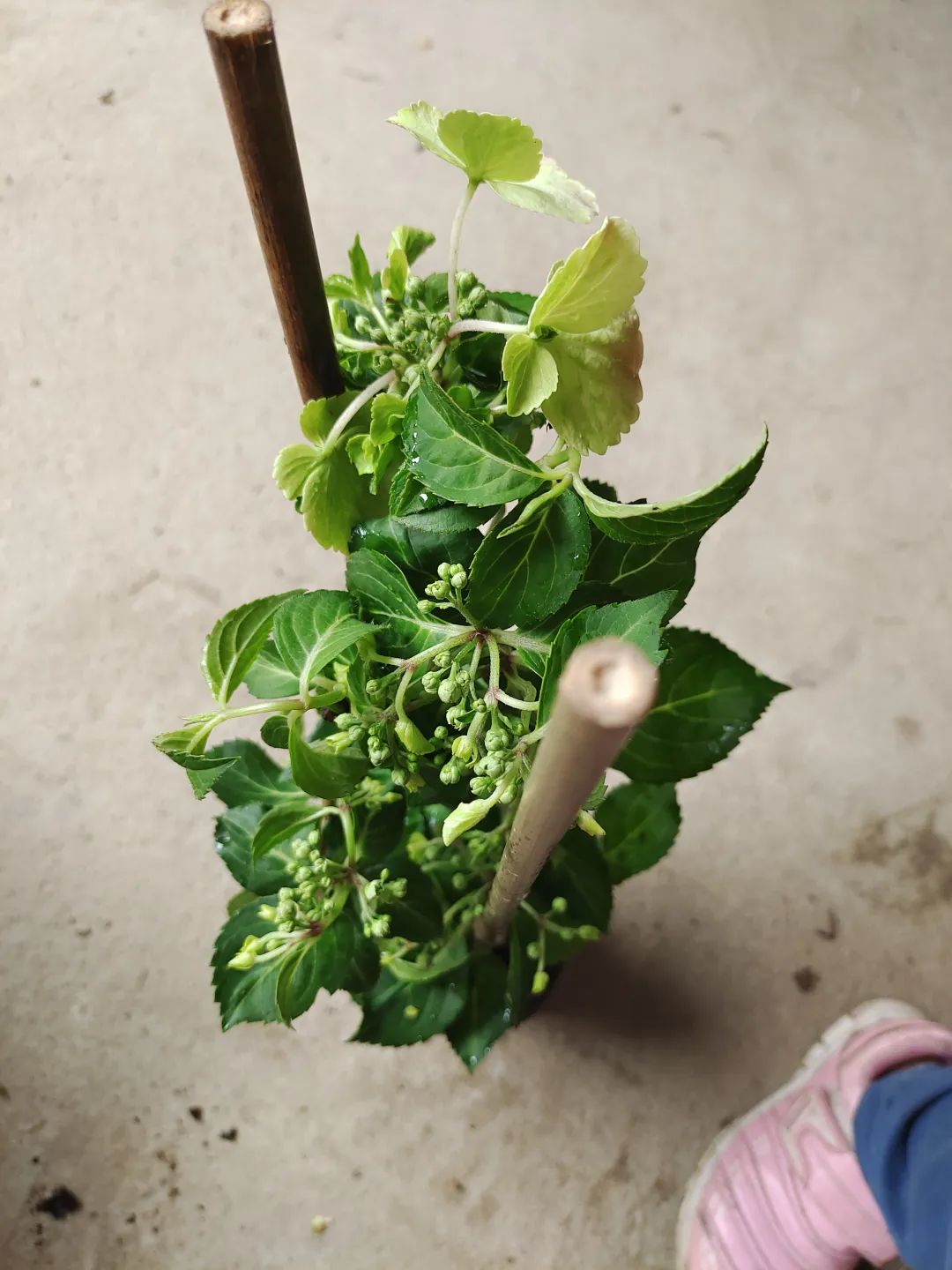 刚买回来的盆栽掉叶子怎么回事,盆栽蔫了怎么补救