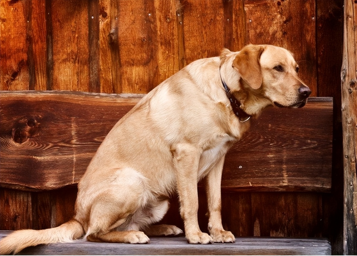 为什么狗狗不喜欢强制跟主人亲亲,狗狗不亲近其他人