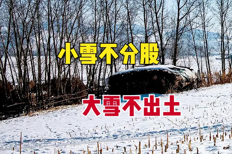 “小雪不分股，大雪不出土”，指啥意思？小雪节气还能种小麦吗？