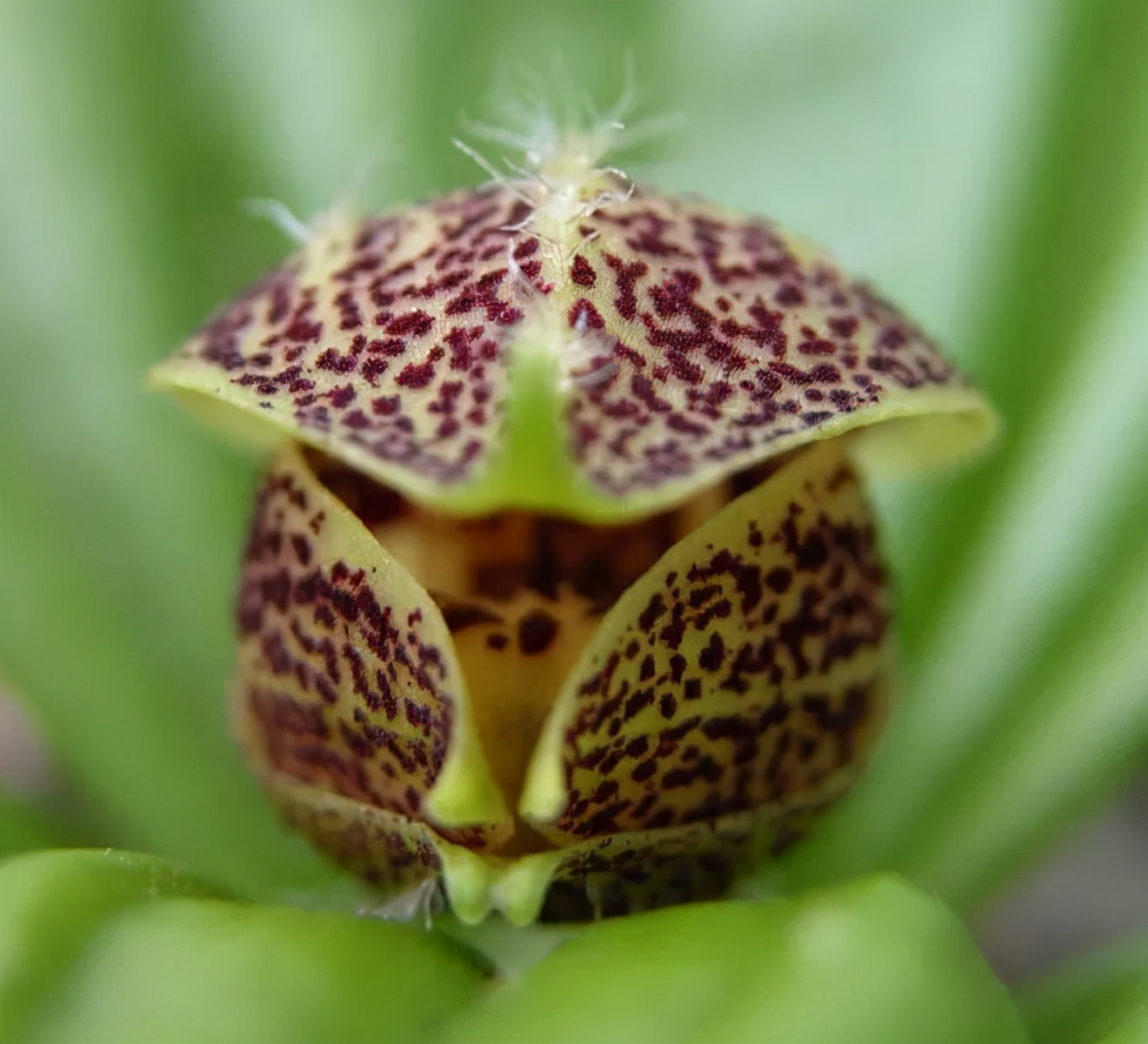 快来看看，兰花的世界真奇妙|壹木星球No.14