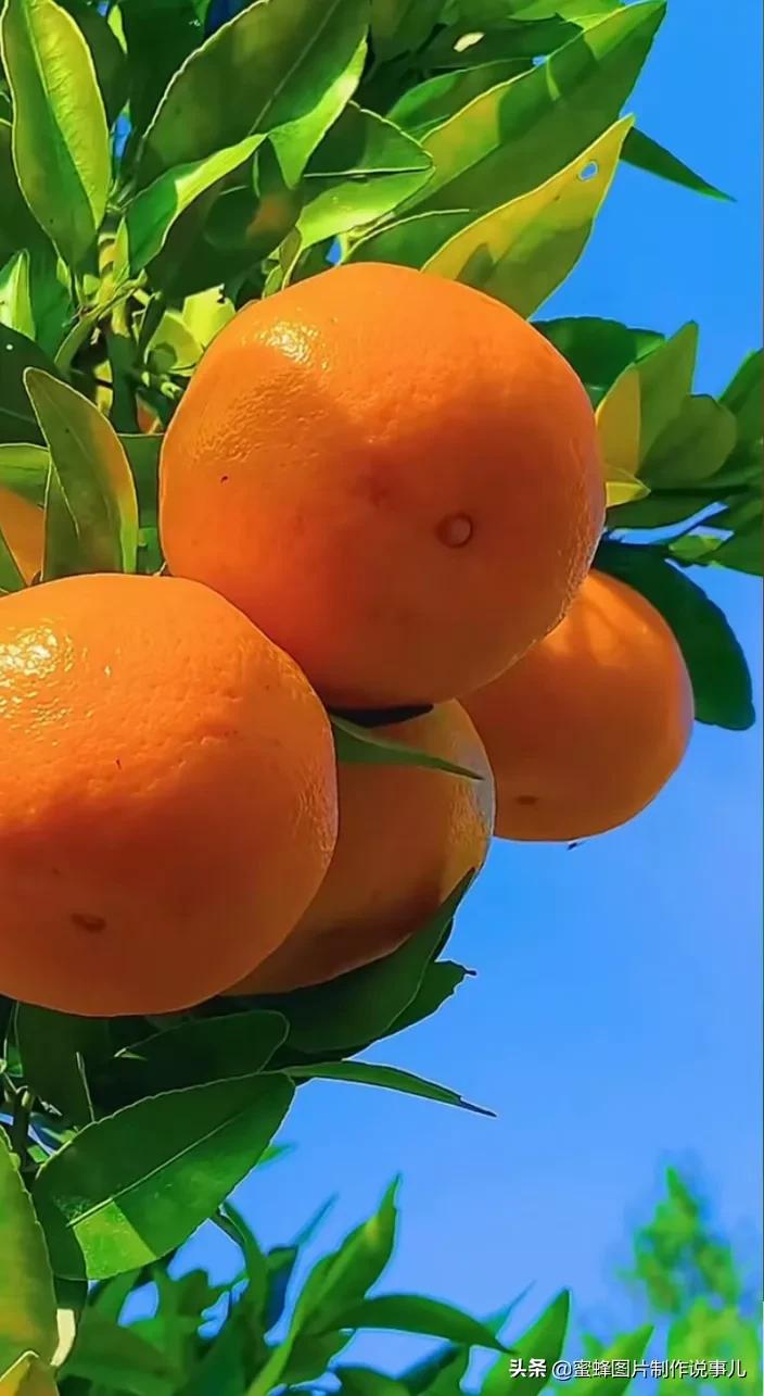 壁纸图片水果清新,丰收的水果高清图片壁纸