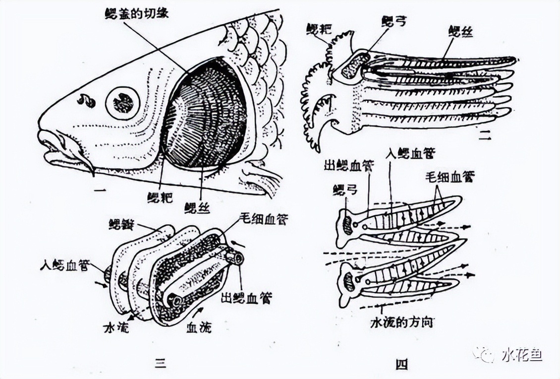 鱼鳃是什么原理呼吸的,鱼鳃呼吸