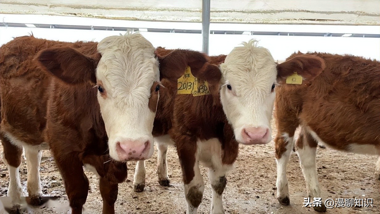 上海女白领被父亲一个电话叫回家养牛，靠没人要的牛1年狂赚1.6亿