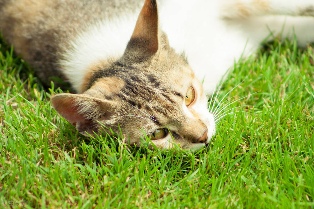 猫感冒了不能打疫苗么,小狗感冒了不管它会好吗
