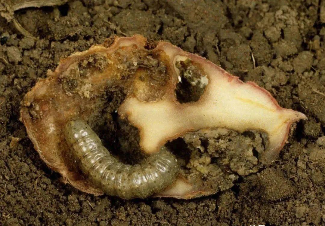 土蚕的预防与消杀,防治土蚕的最好方法