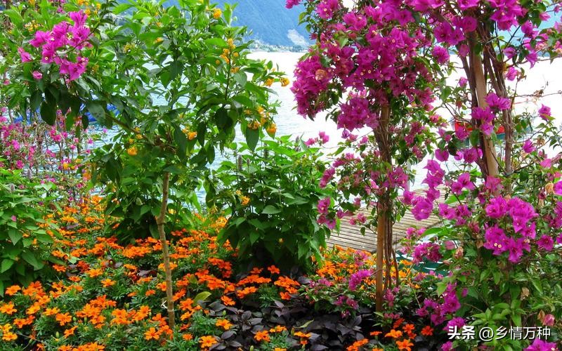 现代花园花卉种植方法图片,花园花卉种植图案