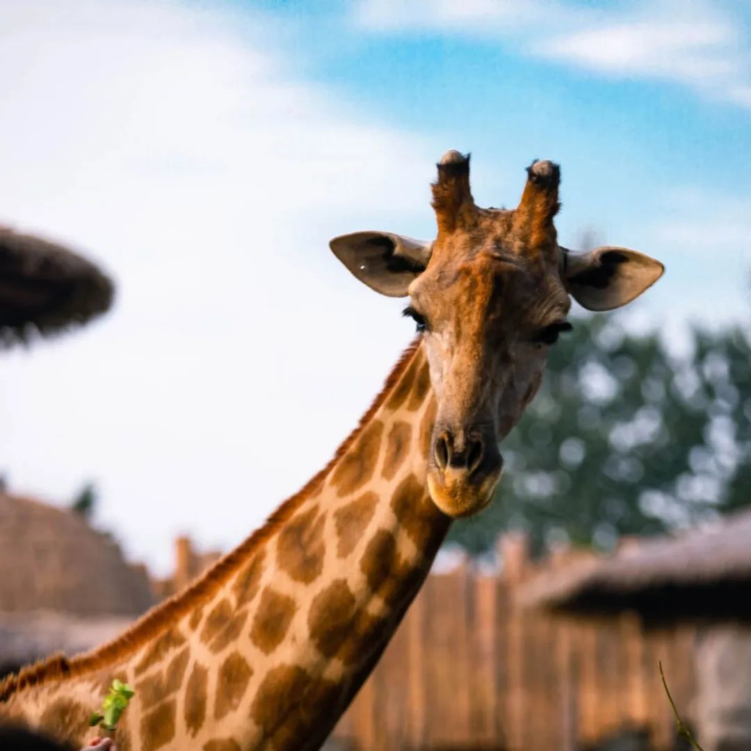 济南遛娃嗨玩这里享优惠,济南遛娃乐园周末