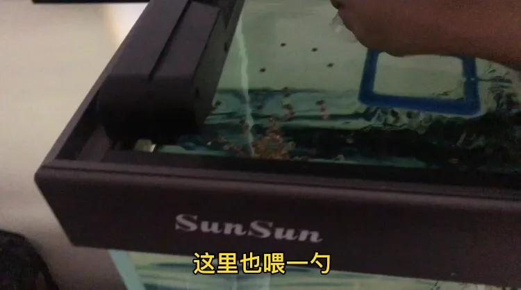 鱼池养龟乌龟怎么冬眠,我的养龟日记和养鱼日记