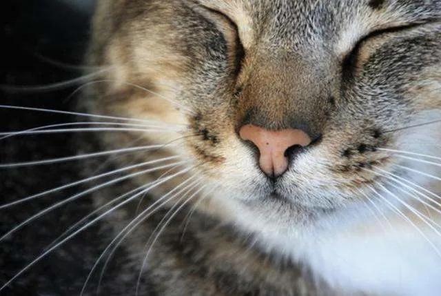 猫咪的胡子处长黑黑的东西,猫咪的胡子很长