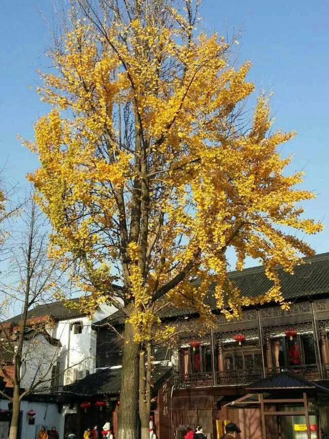 游黄山的经历,第一次旅行黄山