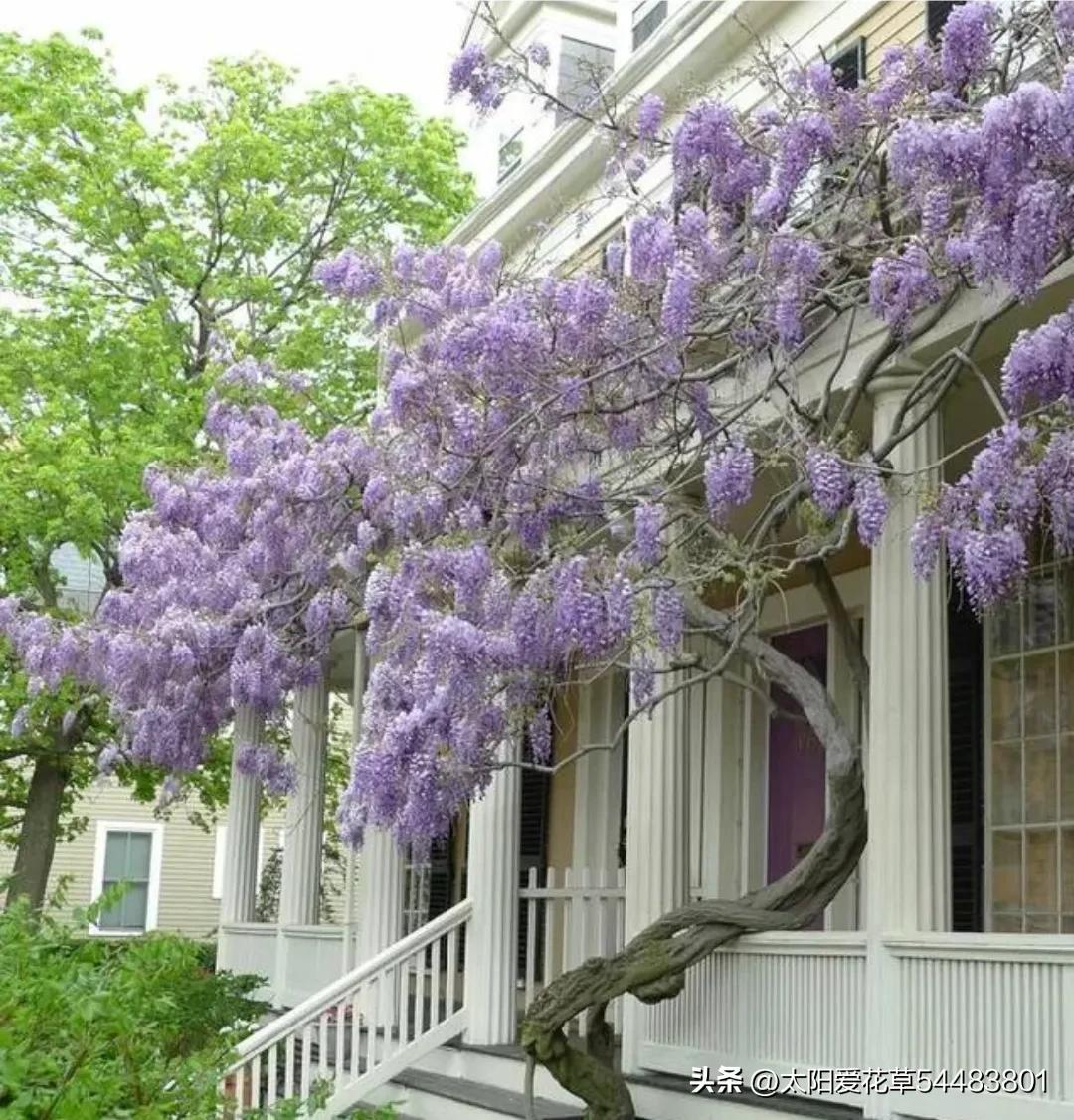 5种树寓意“吉祥富贵”，院子里种一棵，旺人旺家，过来人的经验