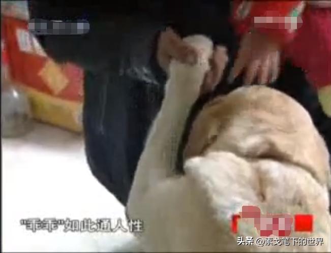 男子捡400只流浪狗,四川男子从路边捡来黑狗完整版