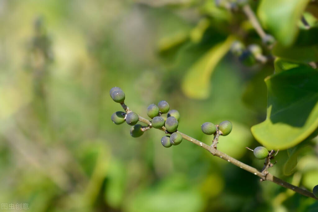 治疗十年以上脑鸣耳鸣的中草药,耳鸣耳聋最有效的中药