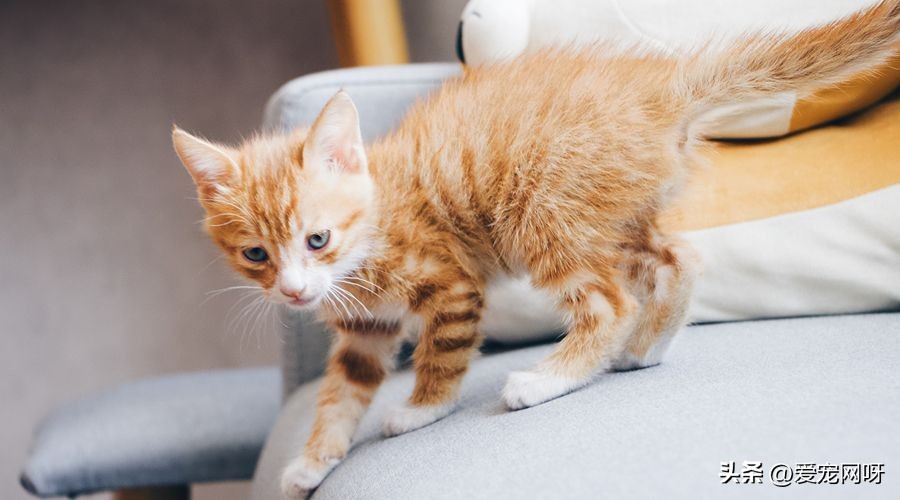 猫咪品种大全及图片,猫咪品种大全视频