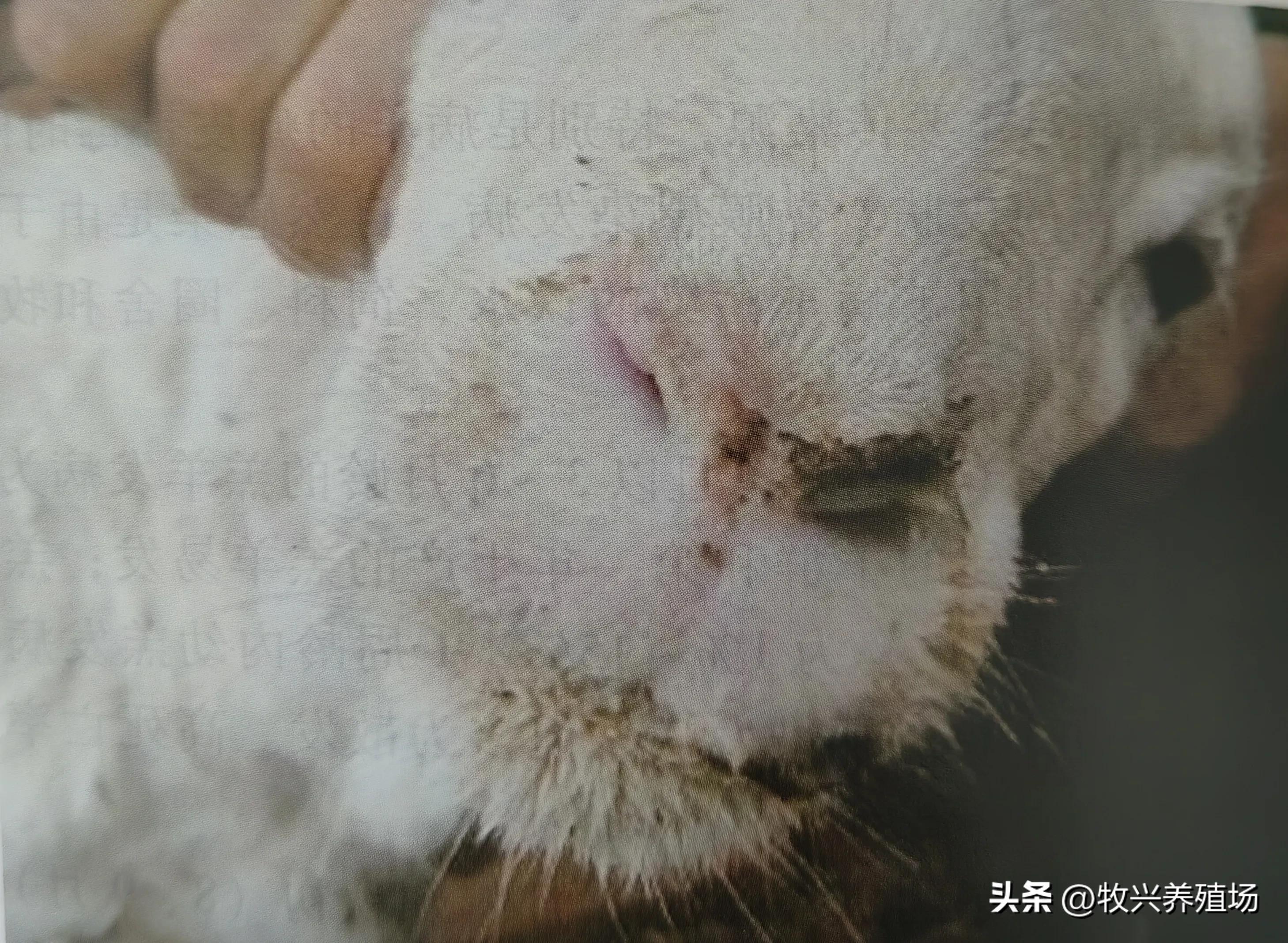 羊传染性脓疱病,羊传染性脓疱病流行特点是什么