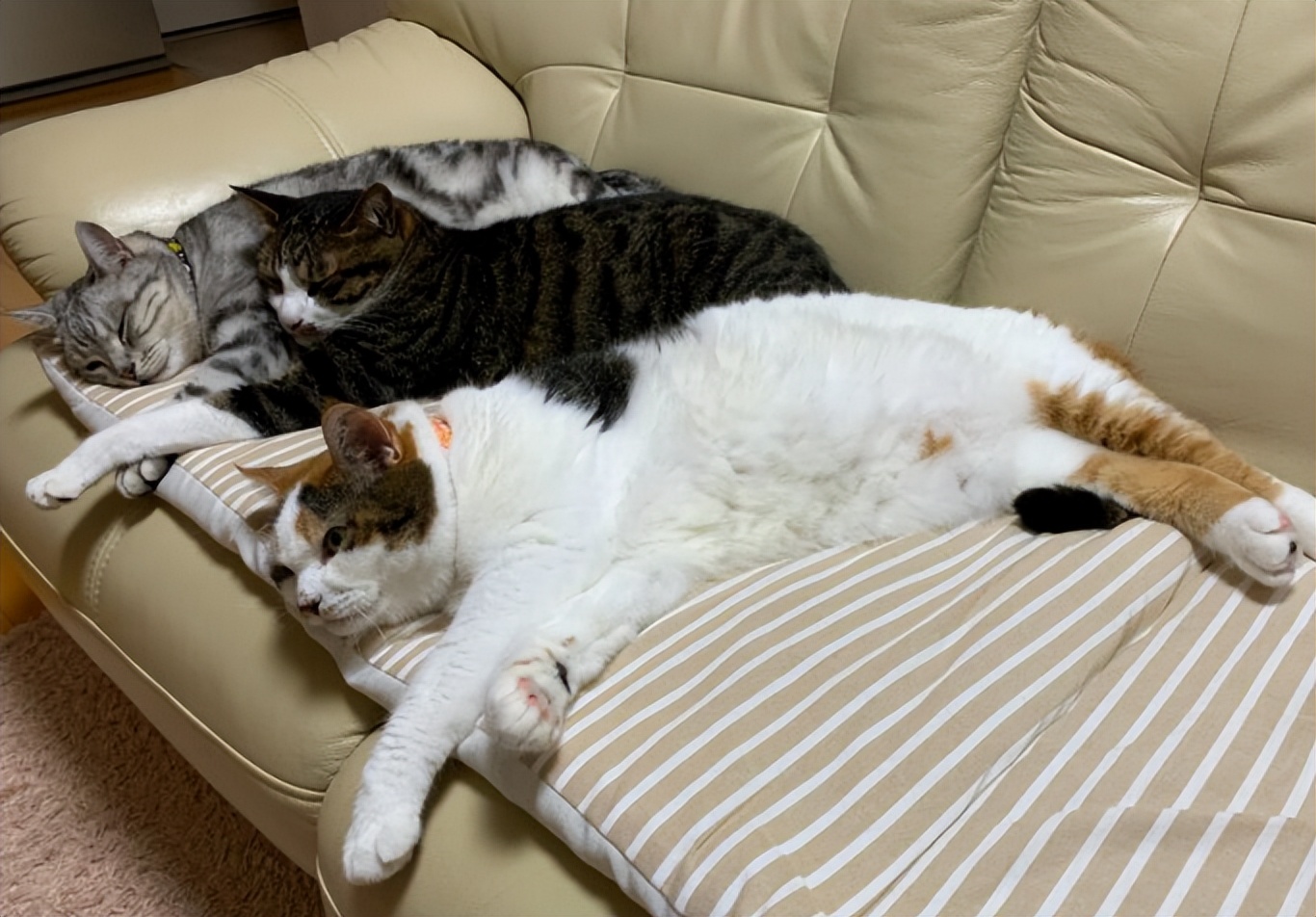 70万网友在线围观我家猫猫“搞黄色”：越看越上头，越看越变态