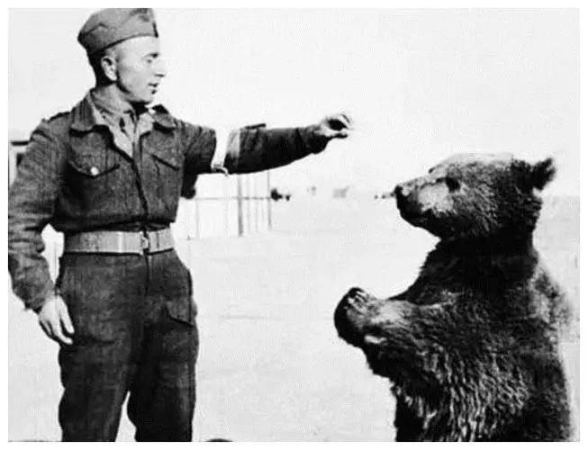 唯一参加过二战的棕熊与士兵训练,参加二战的俄罗斯熊