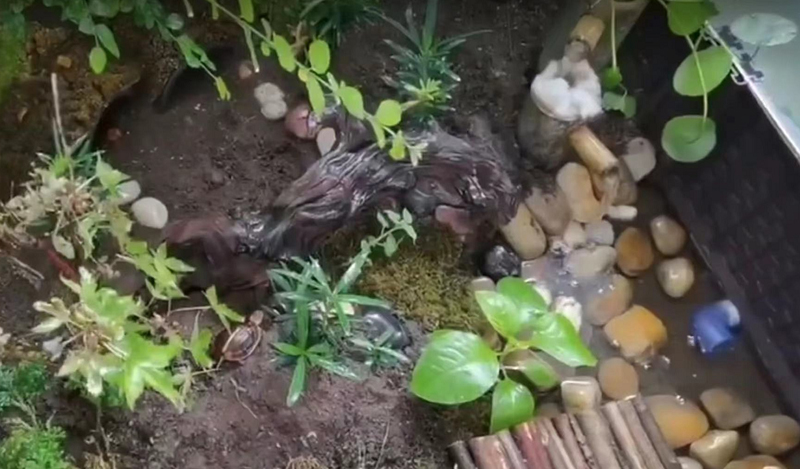 新到的黄缘闭壳龟龟苗怎么处理,黄缘闭壳龟龟苗龟粮推荐