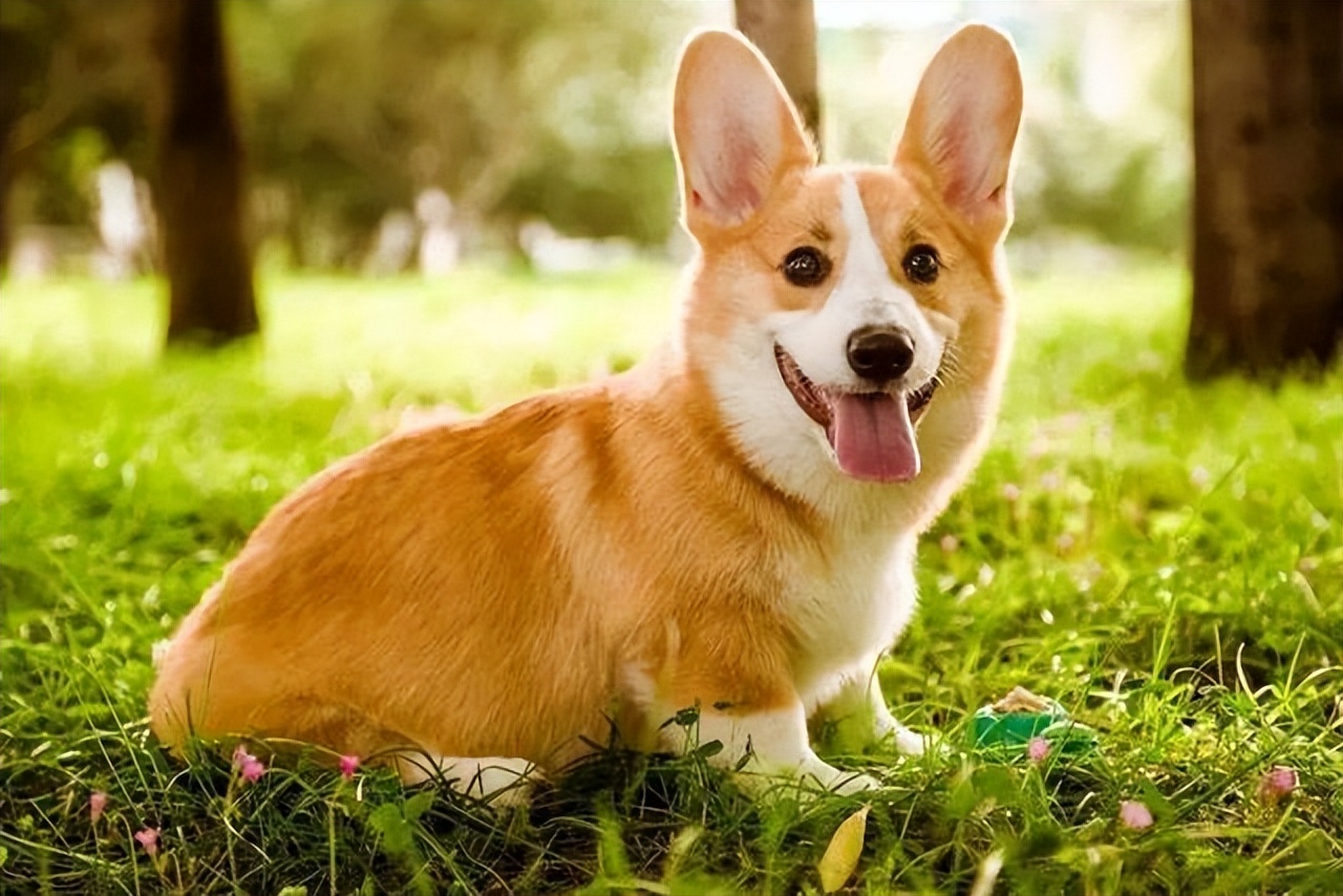 柯基犬幼犬最近很瘦怎么办,柯基狗狗特别瘦怎么办