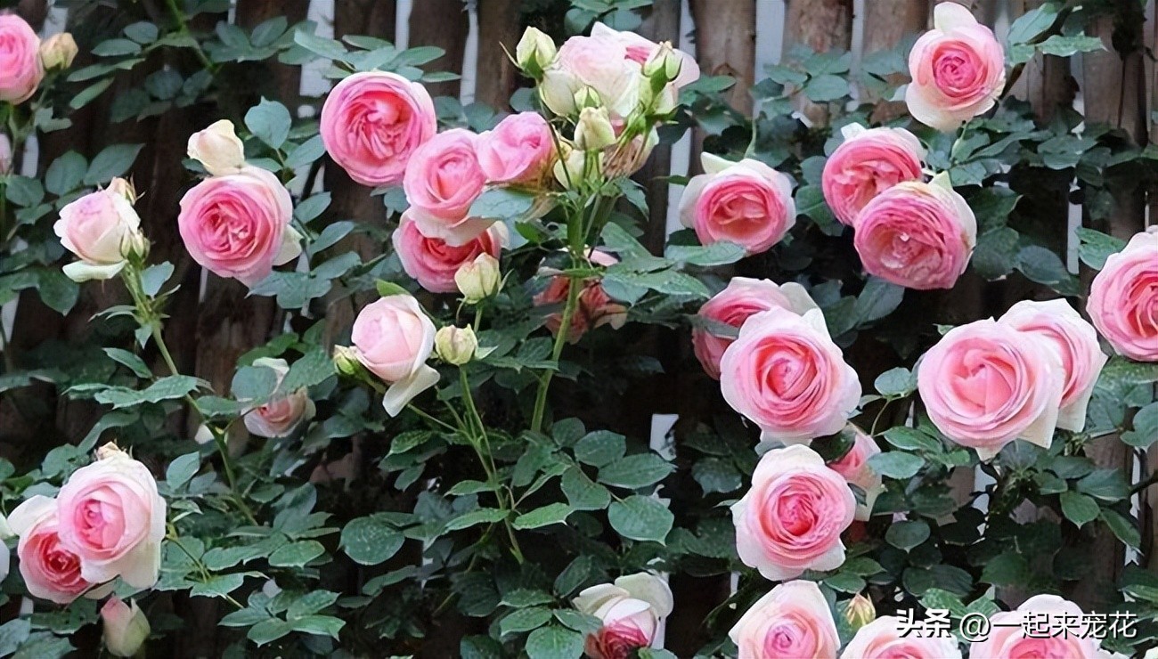 月季花最勤花最容易开爆盆的品种,十大经典月季花品种图片