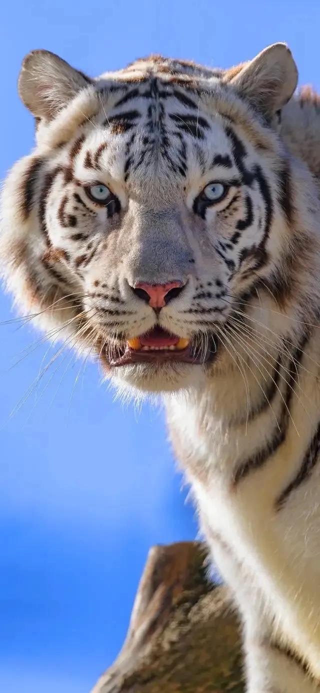 戏说老虎图文杂汇