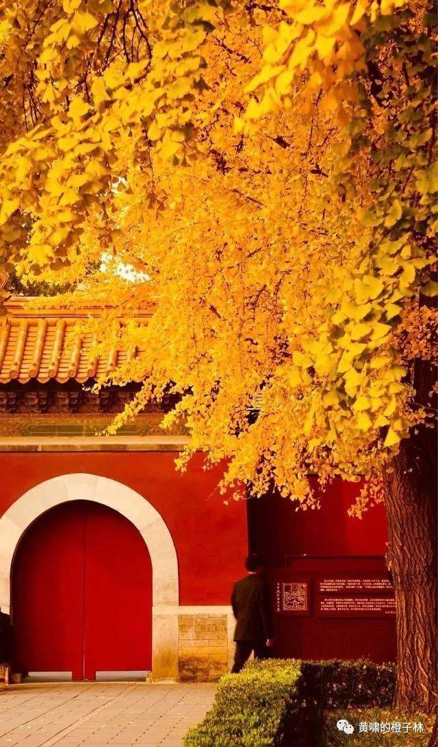 戛然而止的《正红旗下》