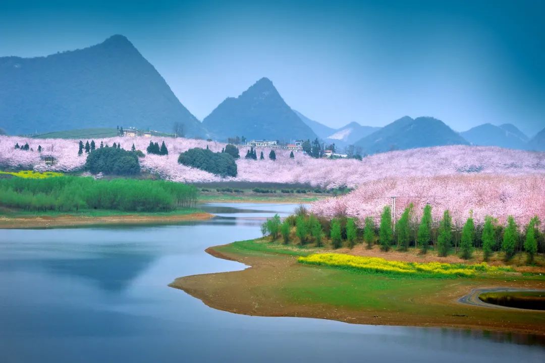 贵州安顺平坝万亩樱花园,安顺平坝樱花园面积有多少