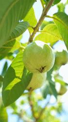 阳江番石榴果树,福安市水果番石榴