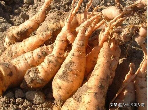 地黄种植时间,地黄怎么种植能达到高产