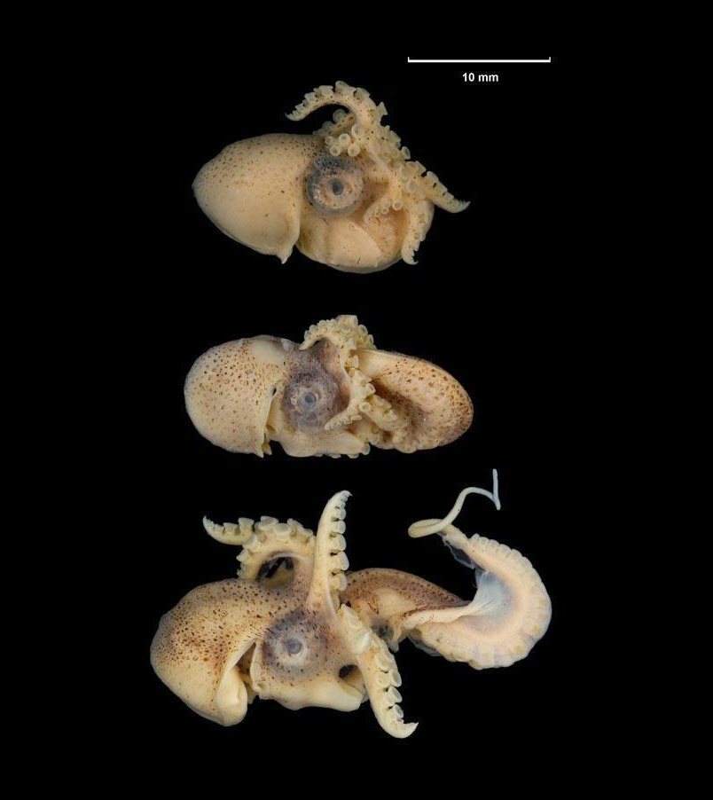 有些雄性动物交配后，为何会自断阴茎？一点后路也不给自己留么？