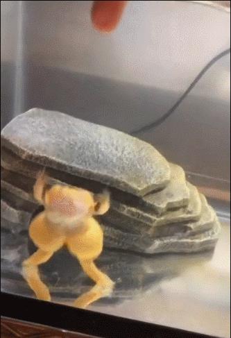 20张珍稀罕见动物照片,16张罕见的动物照