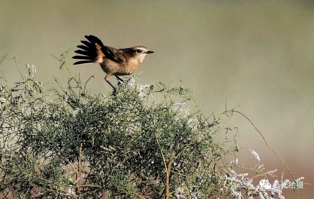 精彩绝伦作品图片,锦言精华作品