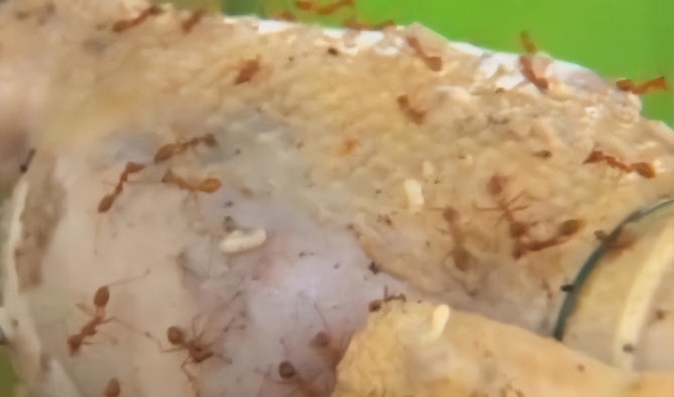 真正的丛林美食有哪些,硬核知识大全100个