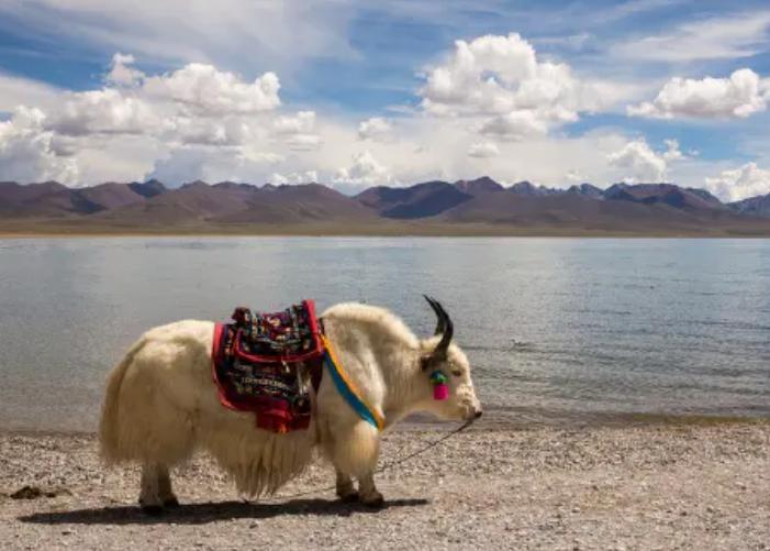 西藏必吃100种美食,西藏吃的特色美食推荐