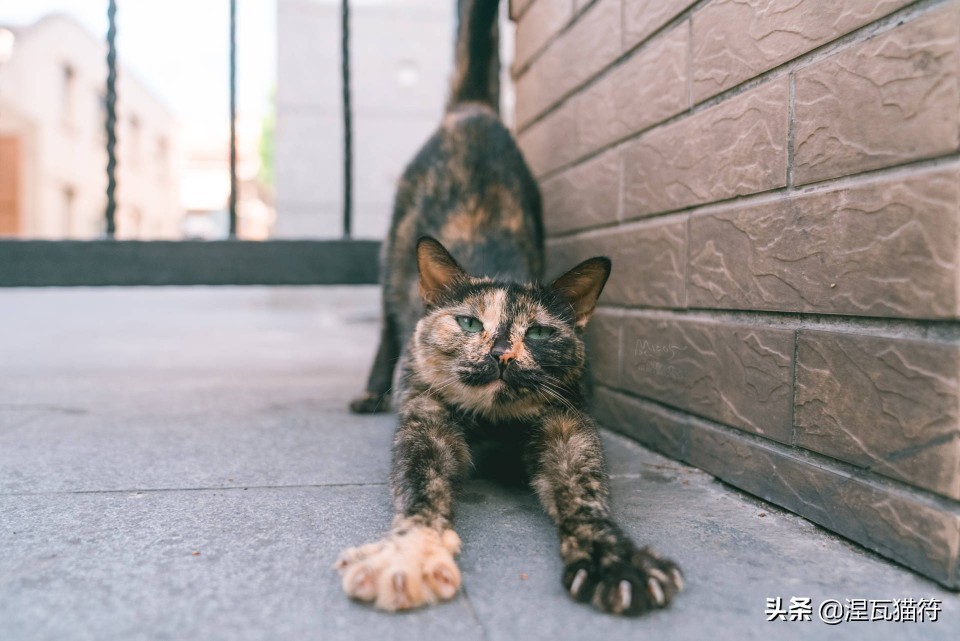中国猫咪品种玳瑁猫,田园玳瑁猫的嘴