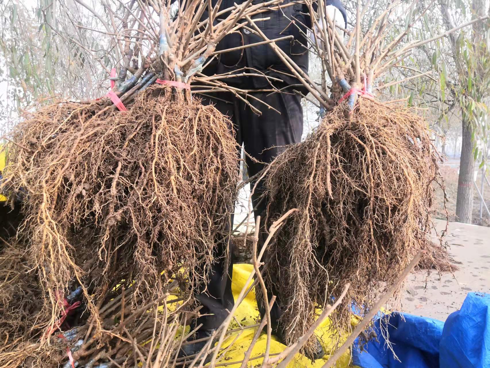 博山猕猴桃种植基地,猕猴桃产业现状及前景