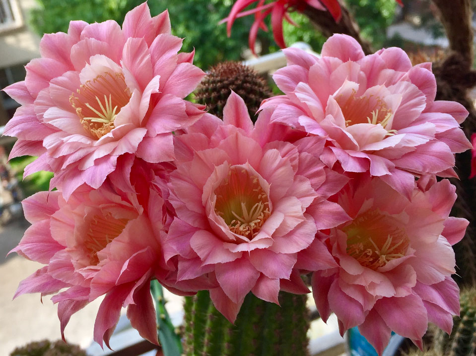 毛花柱仙人球品种大全,顶级精品仙人球花