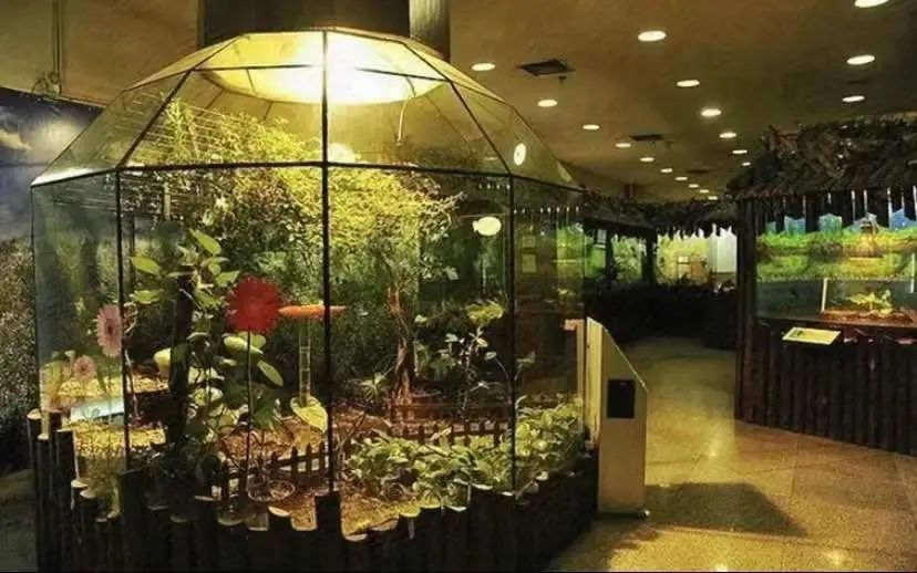 上海大自然野生昆虫馆价格,上海大自然野生昆虫馆