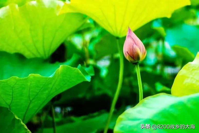 正是看荷花开的好时节,荷花盛开的季节便是人间好时节