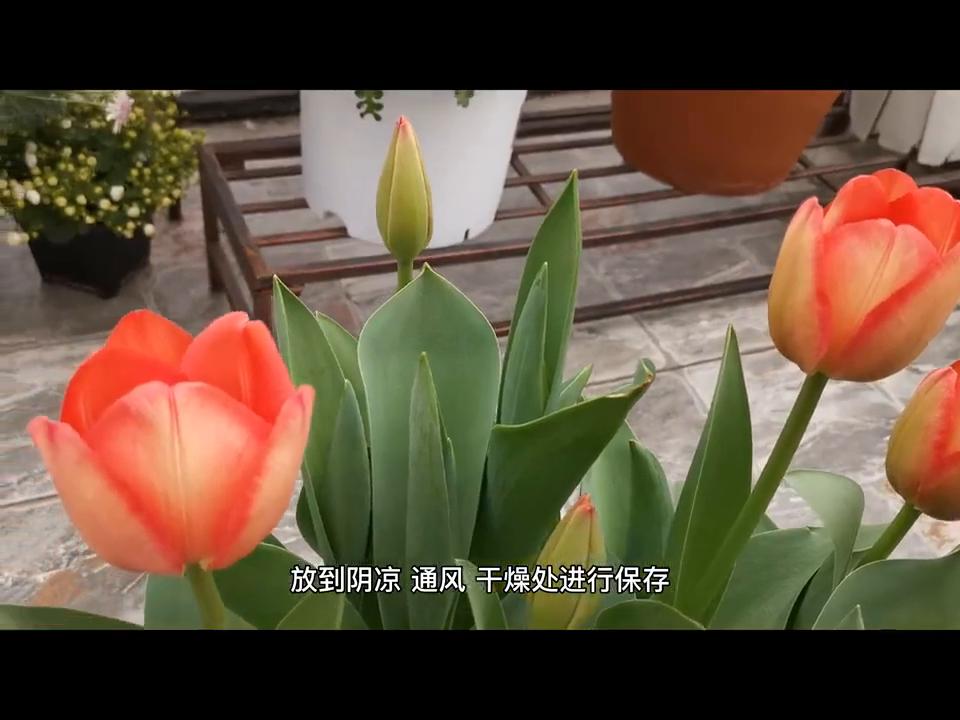 郁金香如何增加营养,郁金香如何快速增长