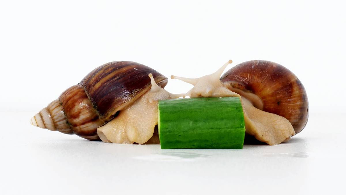 蜗牛可以做花肥吗,蜗牛做美容产品