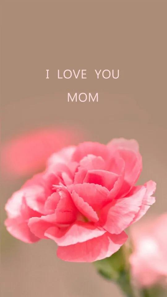 康乃馨花束壁纸,康乃馨壁纸手机超清全面屏