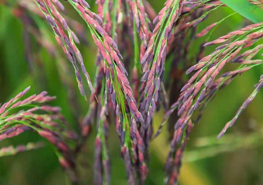 秋意渐浓，收藏十月咸宁的专属香气……