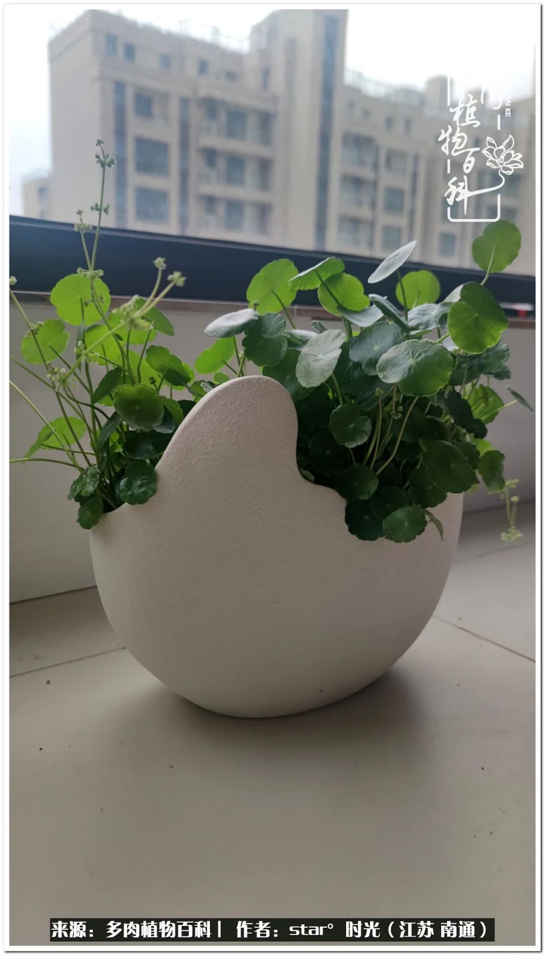 养花草怡心怡情,一棵多肉治愈心情