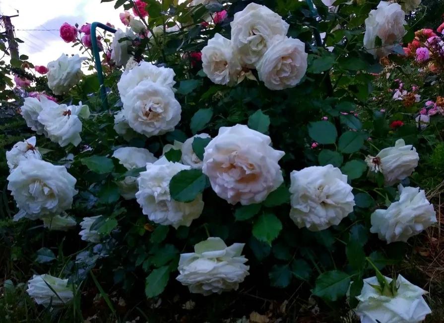 新品宝石腮红,奶白腮红渐变加钻