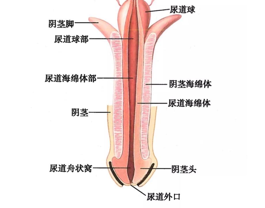 一位单身女青年的疑问：同房时，男人射精和尿尿会同时发生吗？